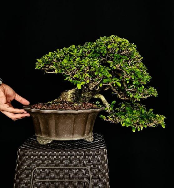 Bonsái Olivo Costa Rica Taller venta alajuela